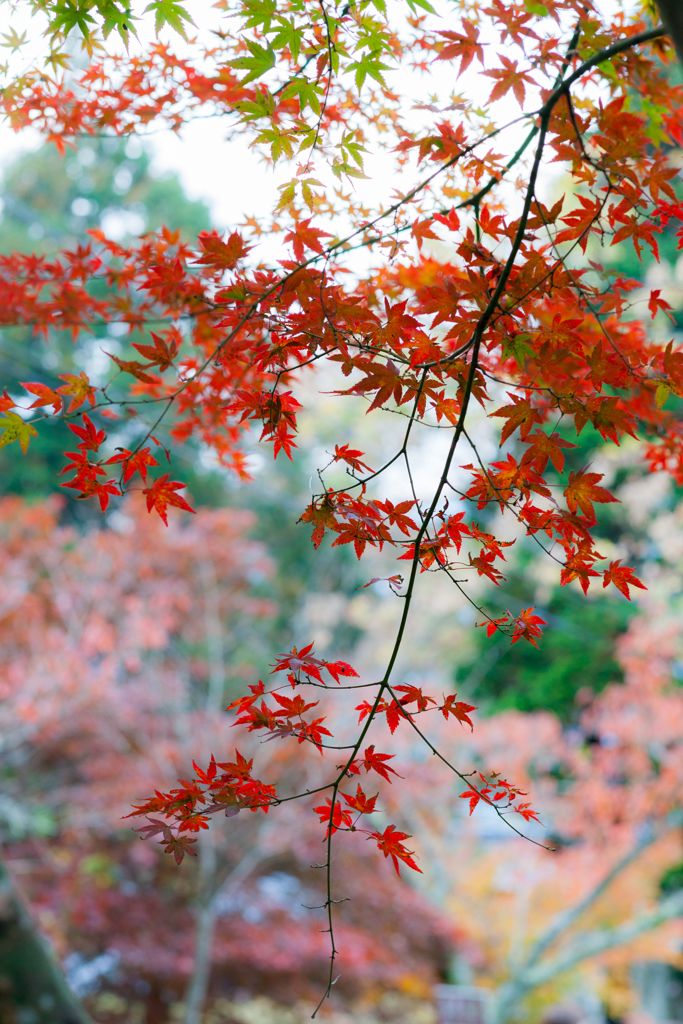 英彦山紅葉2016