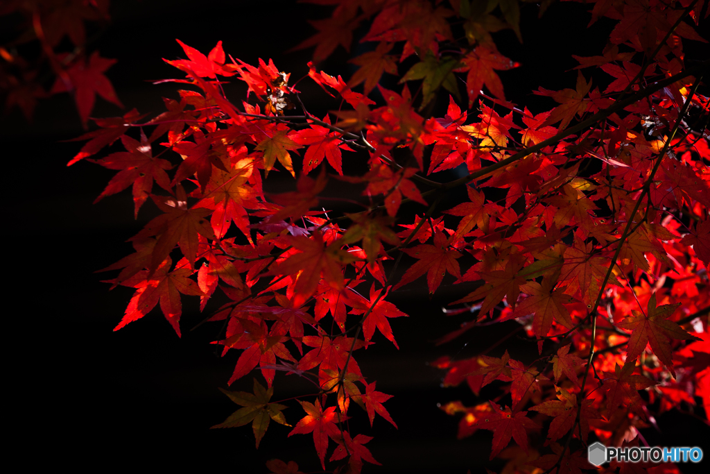 深紅 at 呑山観音寺