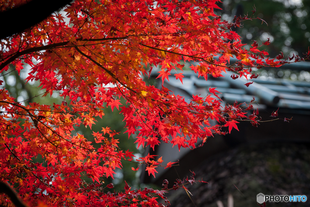 秋、到来 at 大興善寺