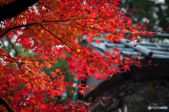 秋、到来 at 大興善寺