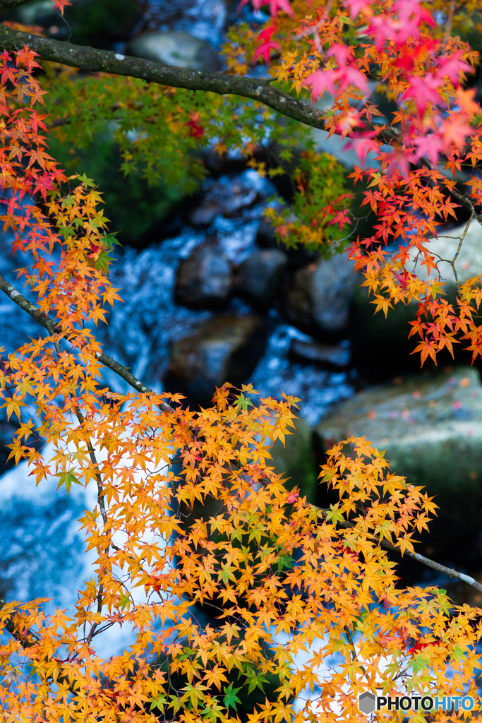 秋の色めき