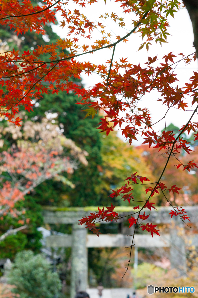 英彦山紅葉2016