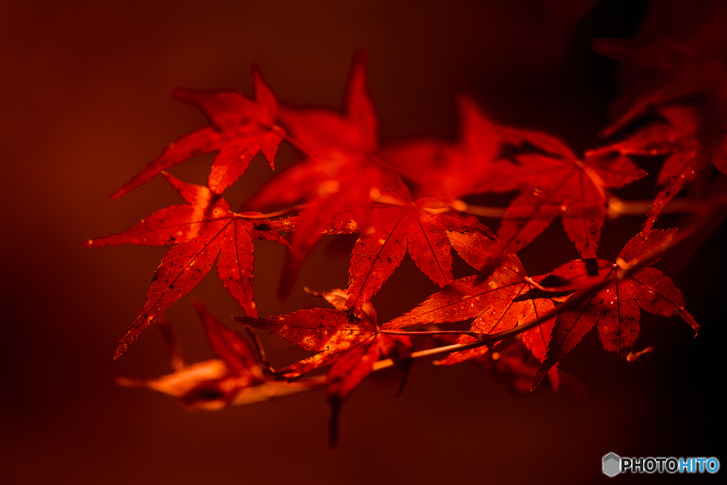 朱紅