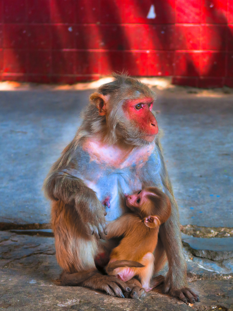 愛～ポプラ山～