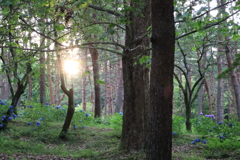 森 夕日