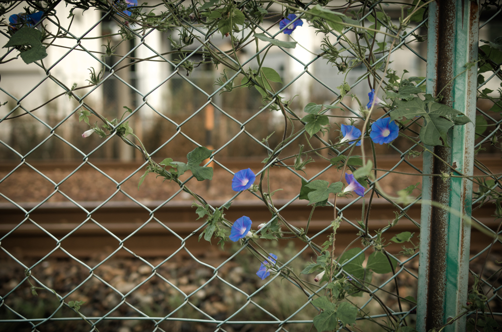 線路沿いのフェンスに