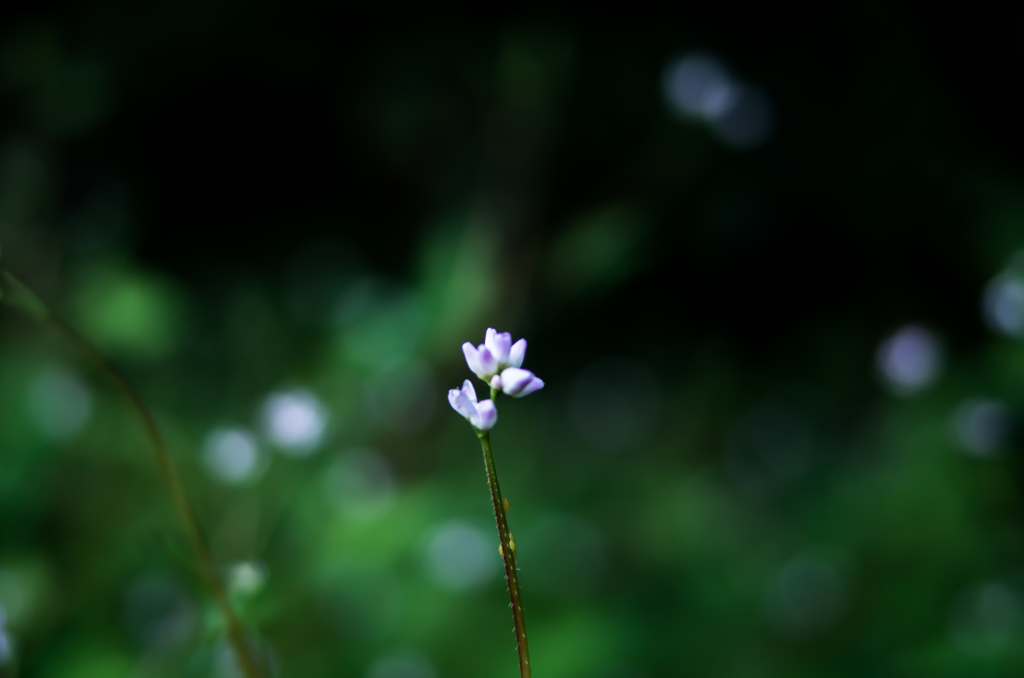 小さな野花