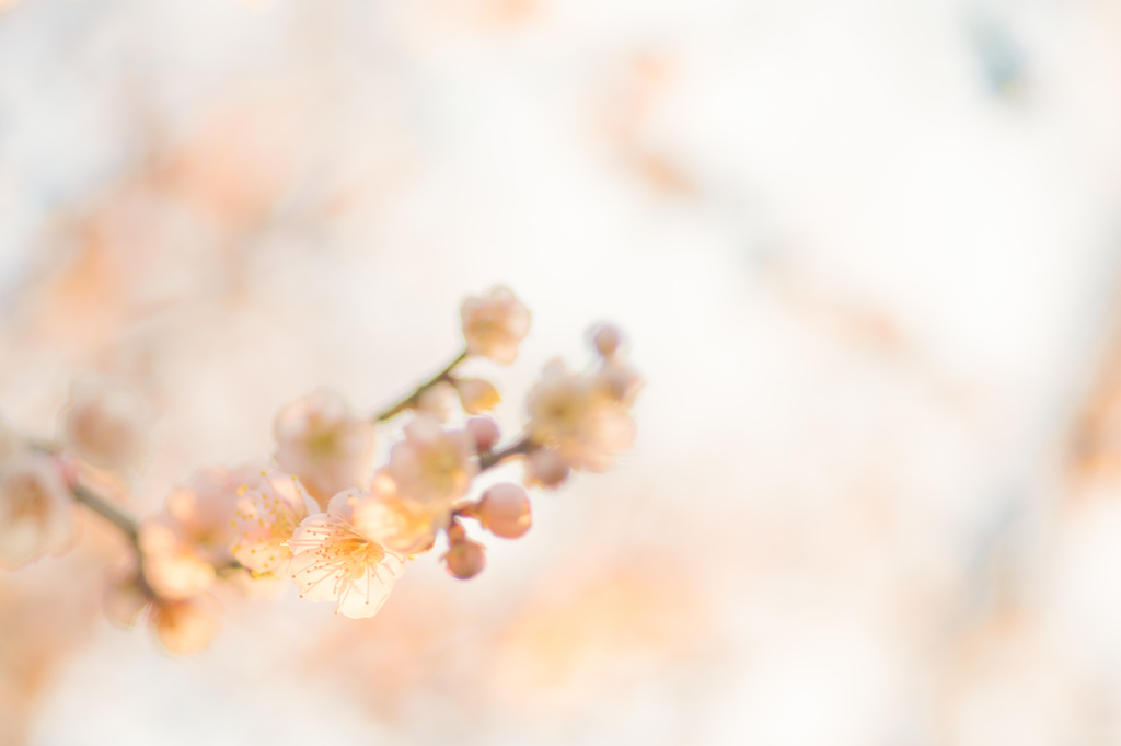 梅の花