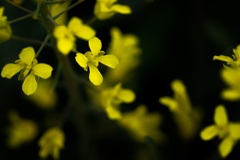 菜の花