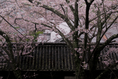 桜と本瓦葺き
