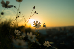 夕日にコスモス
