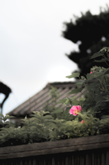 ピンクの花