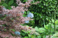 紫陽花