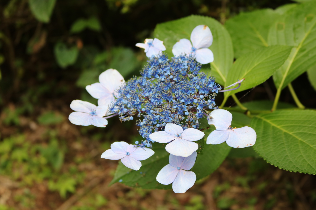紫陽花