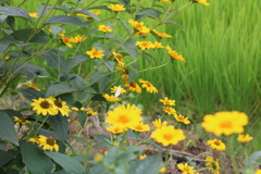 唐桶溜