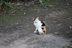 にゃんこ先生