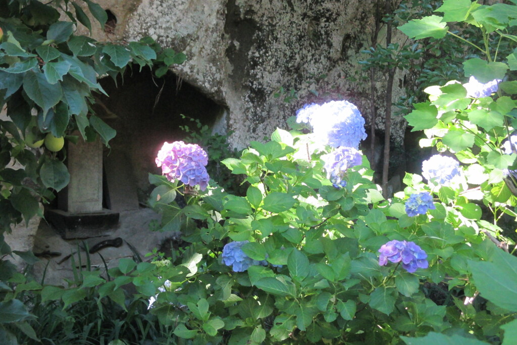光の中の紫陽花