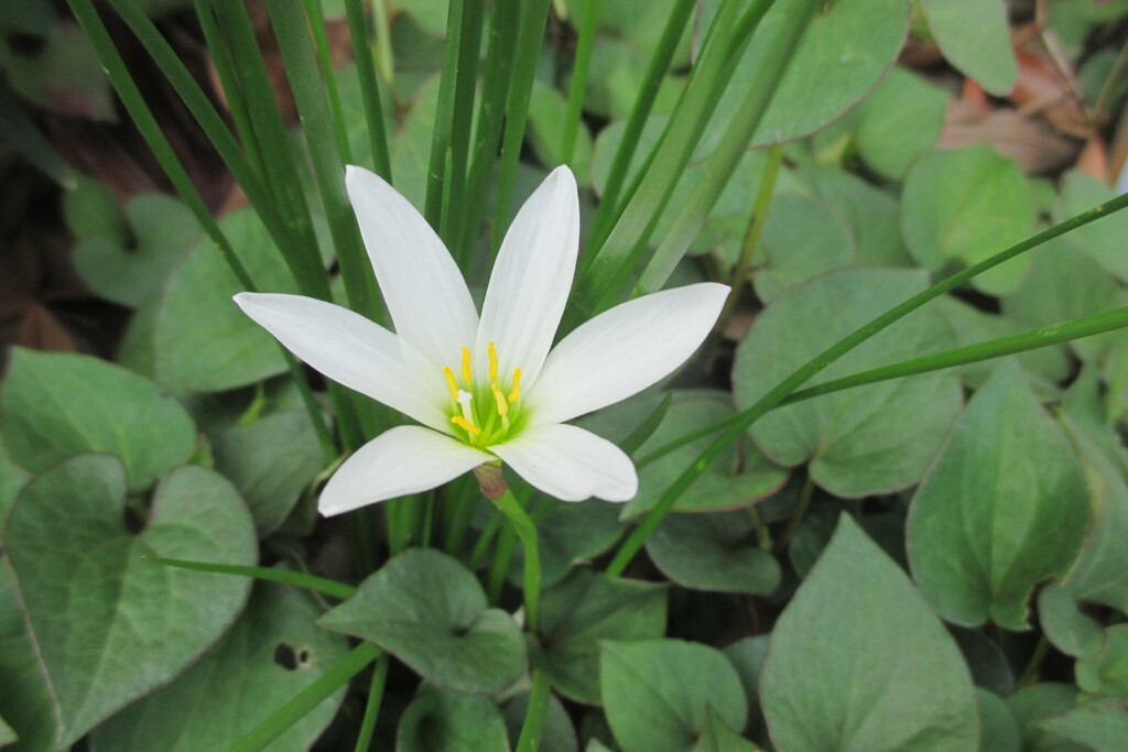 タマスダレの花