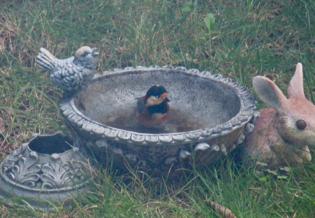 小鳥の水浴び