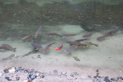 川の魚
