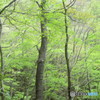 新緑の森