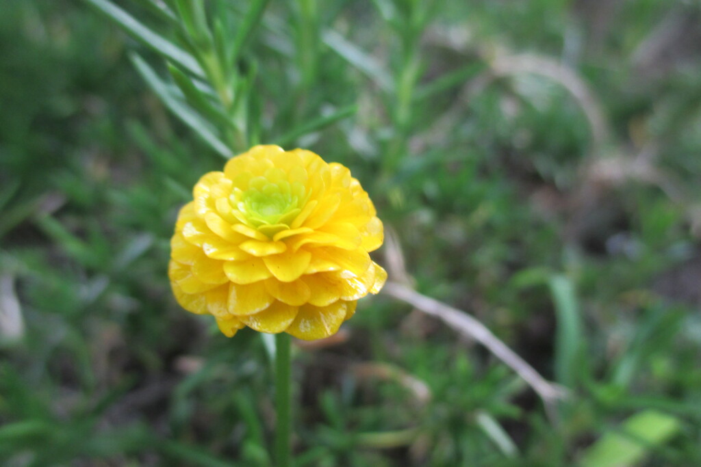 八重キンポウゲの花