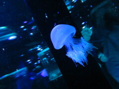 クラゲ