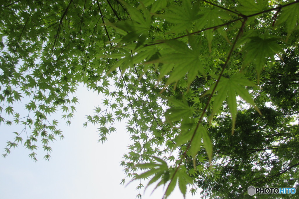 五月のもみじと空