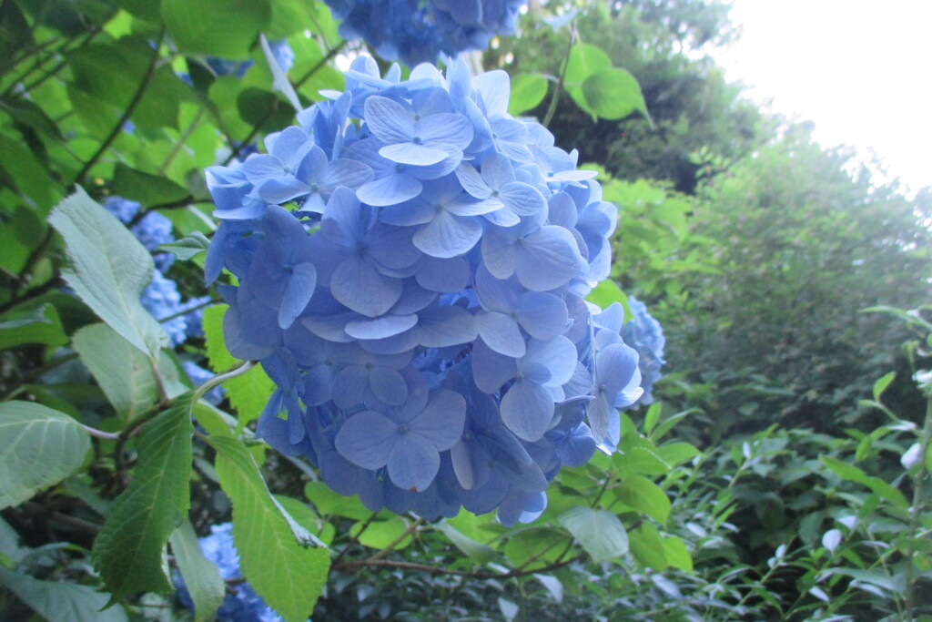 鎌倉の青い紫陽花