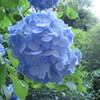 鎌倉の青い紫陽花