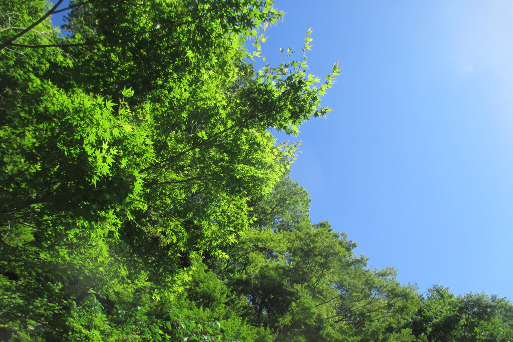 青空と森
