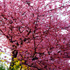 河津桜