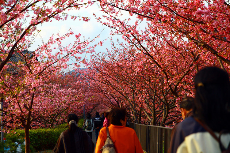 河津桜