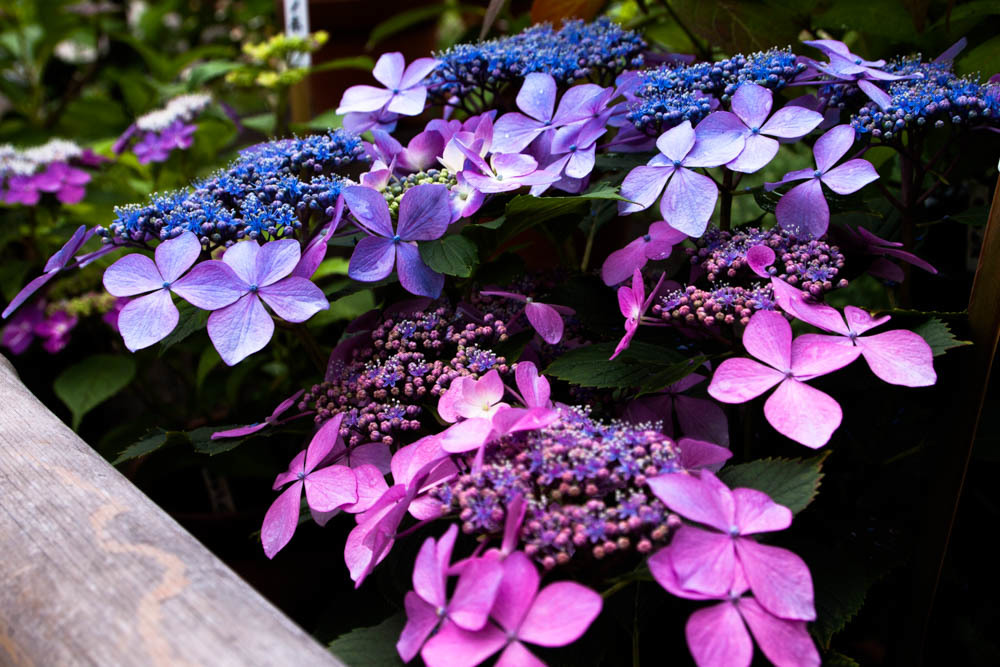 紫陽花寺