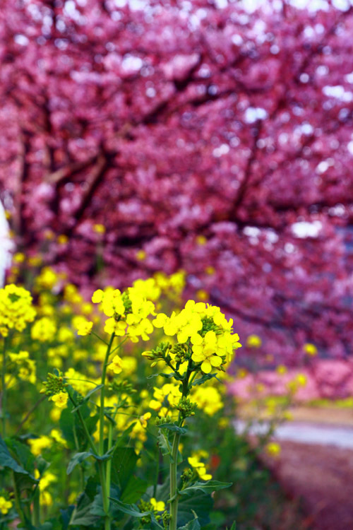 河津桜