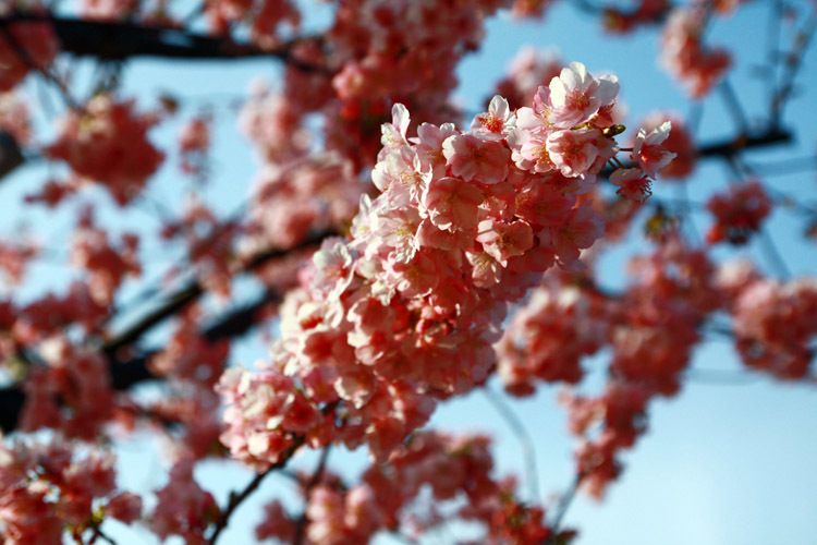 河津桜