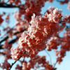 河津桜