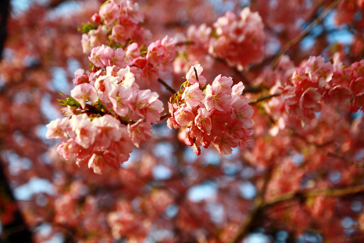 河津桜