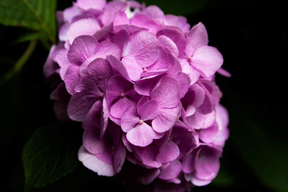 紫陽花寺