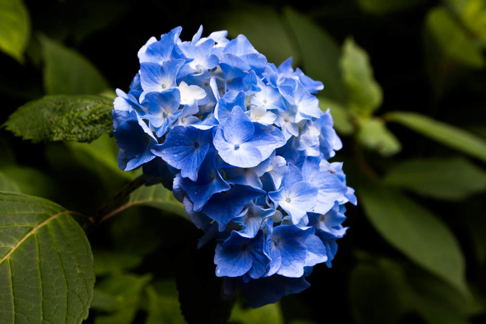 紫陽花寺