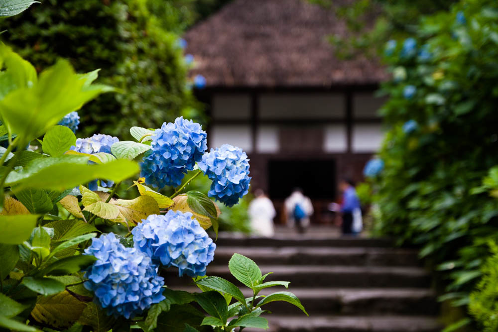 紫陽花寺