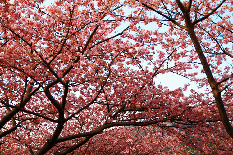 河津桜