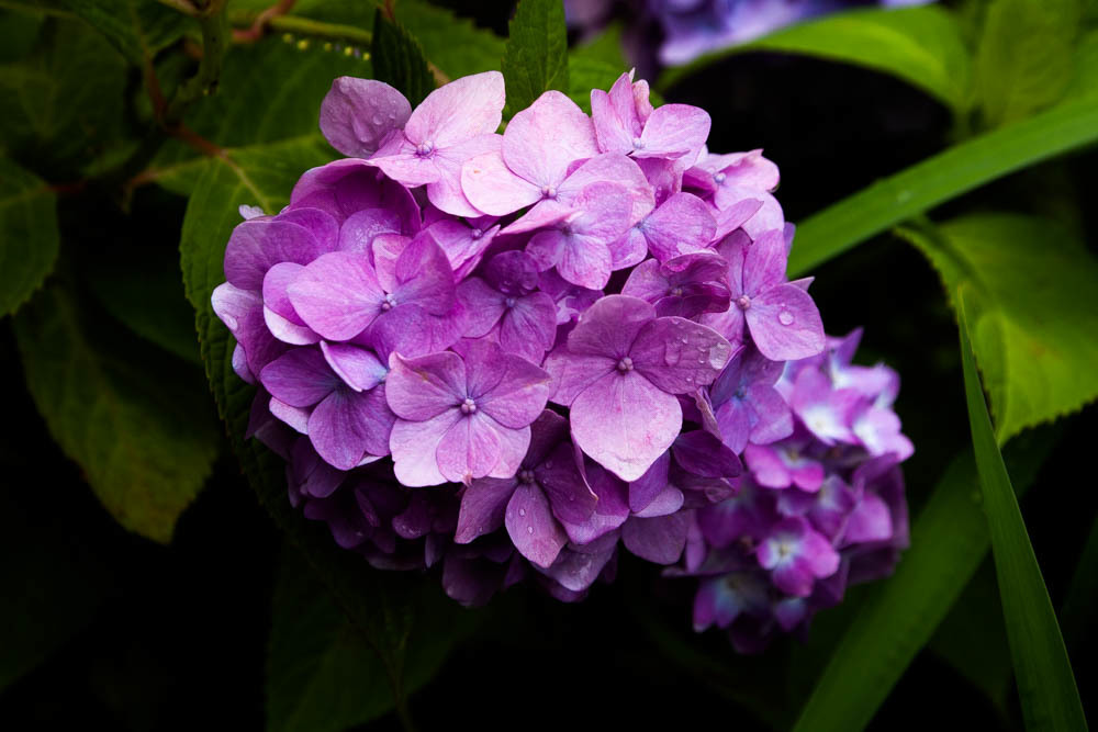 紫陽花寺