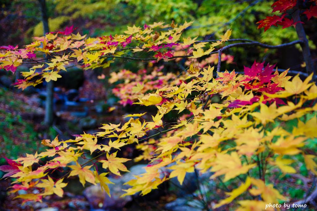 田子町の紅葉⑪