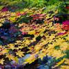 田子町の紅葉⑪
