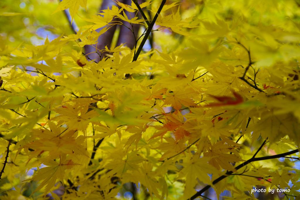 田子町の紅葉⑩