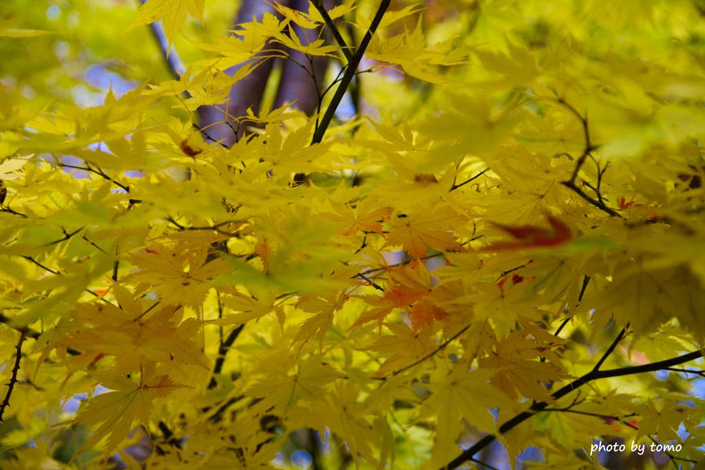 田子町の紅葉⑩