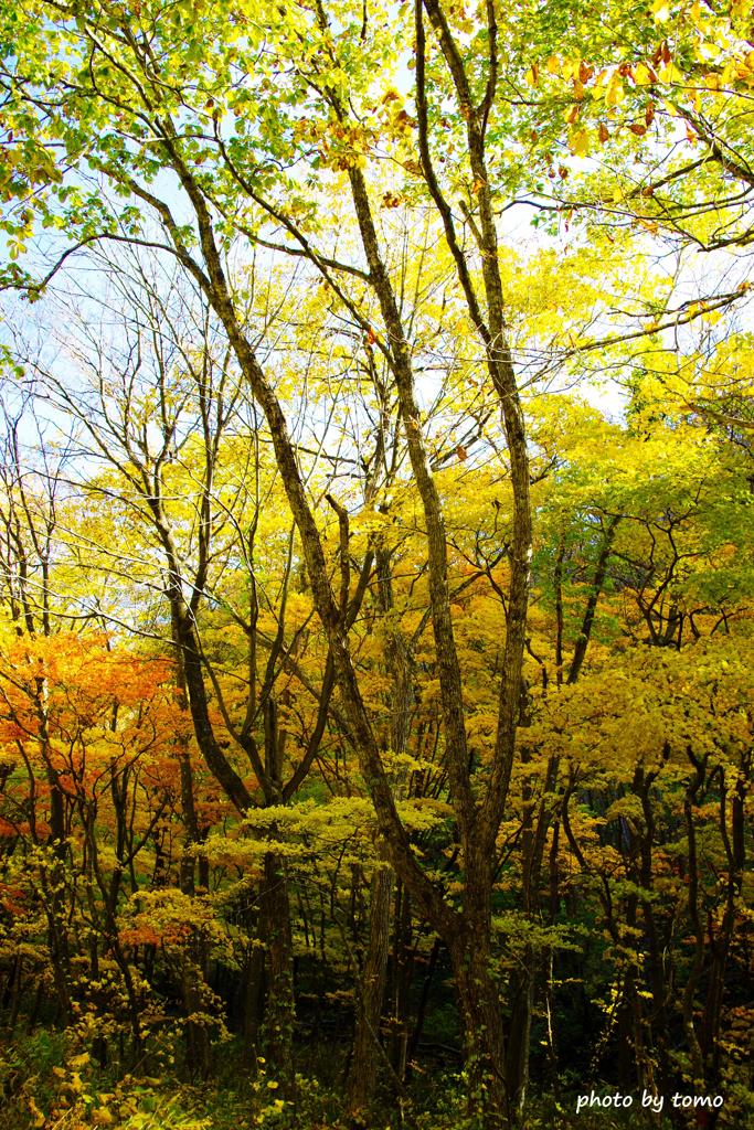 田子町の紅葉⑤