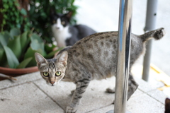 ２台目のカメラを購入