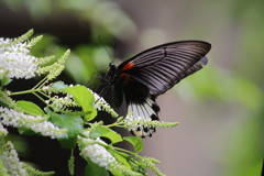 タイの蝶003